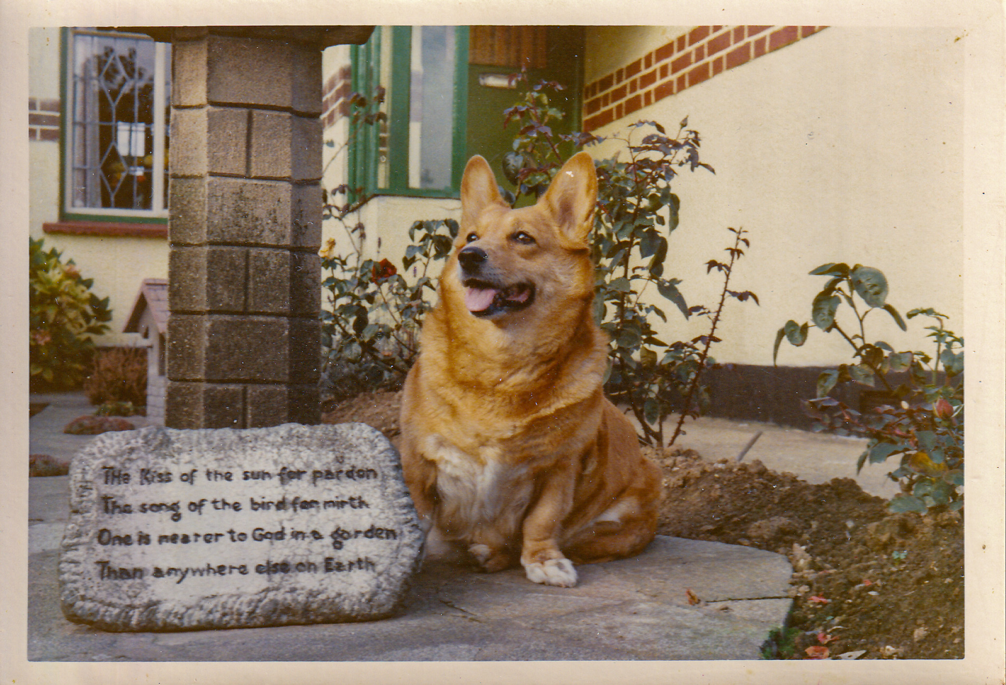 Dog with motivation stone